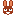 Rabbit looking around