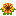 Sunflower front